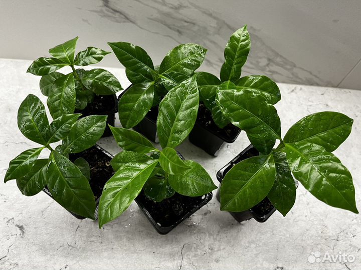 Кофейное дерево