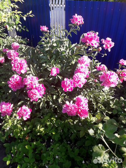 Пионы клубни