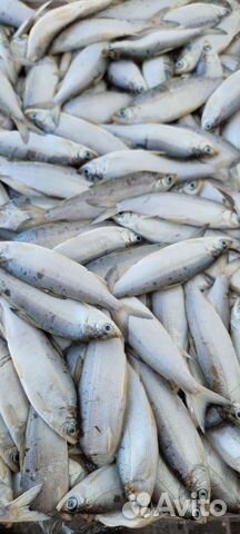 Свежемороженная рыба пелядь оптом