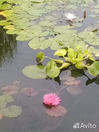 Растения для пруда