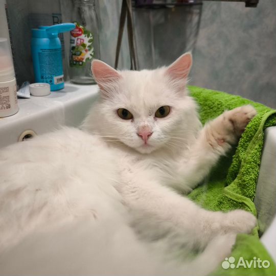 Белый кот в добрые руки