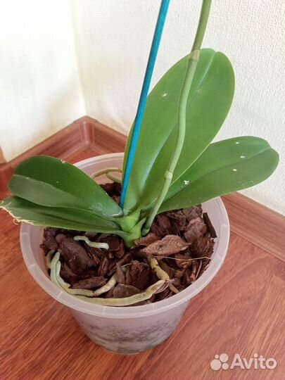 Орхидея фаленопсис