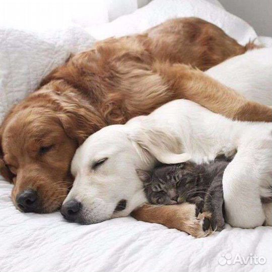 Передержка собак, кошек, грызунов, попугаев