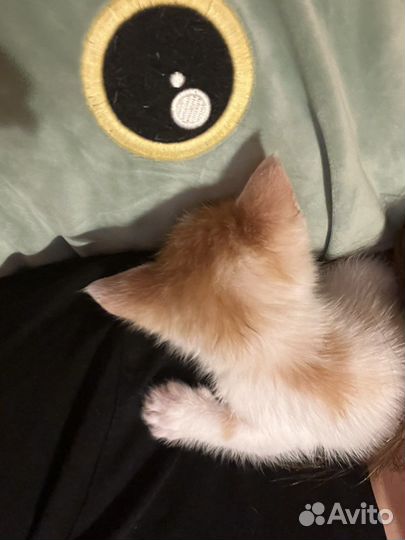 Котёнок 1,5 месяца
