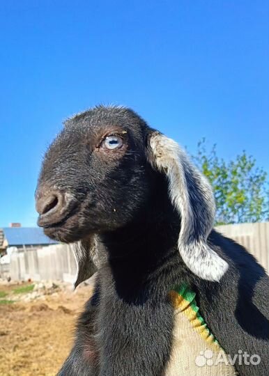 Козлик шами, козочка нубийская