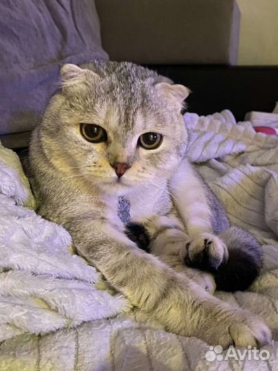 Шотландский кот вязка