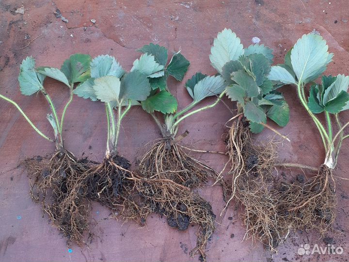 Клубника фестивальная