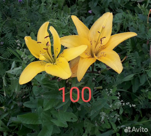 Лилия, луковицы