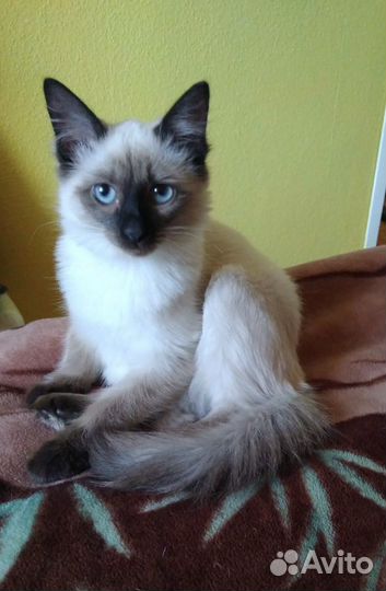 Кошачий хостел