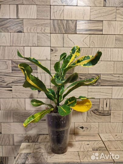 Кротон мамми еллоу