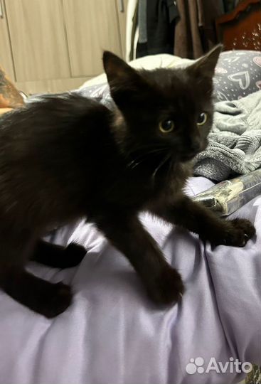 Кошечка в добрые ручки