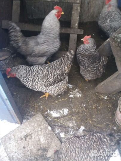 Инкубационное яйцо смешанных пород кур