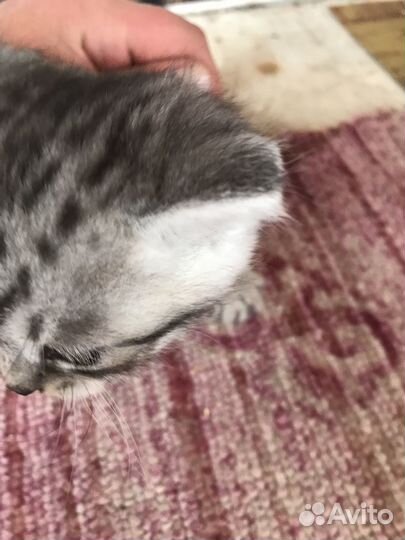 Котята в добрые руки мальчики