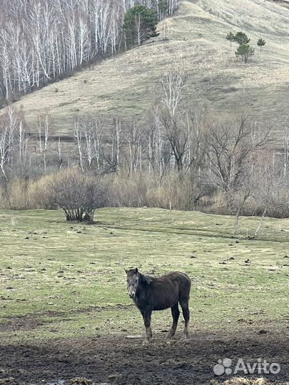 Лошади, жеребёнок
