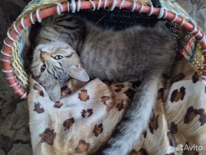 Британские котята