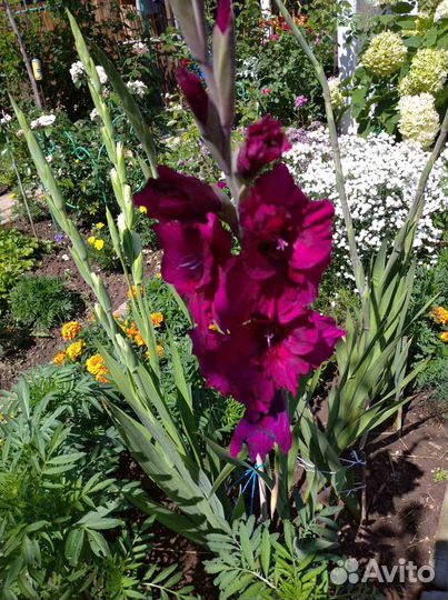 Гладиолусы луковицы