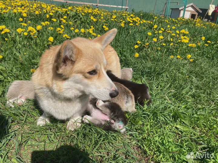 Продам щенков