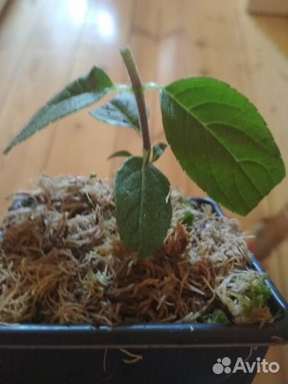 Растения Гортензия метельчатая Самарская Лидия