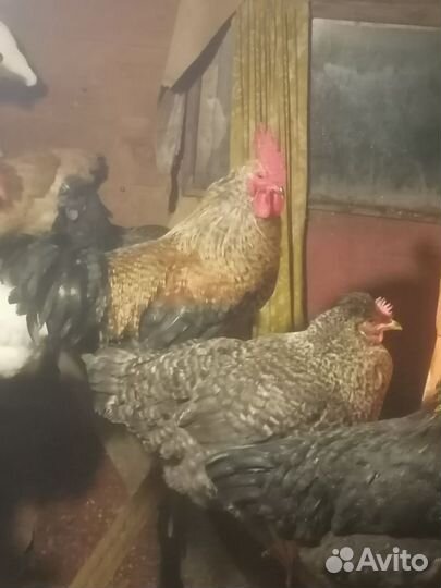 Молодые петухи