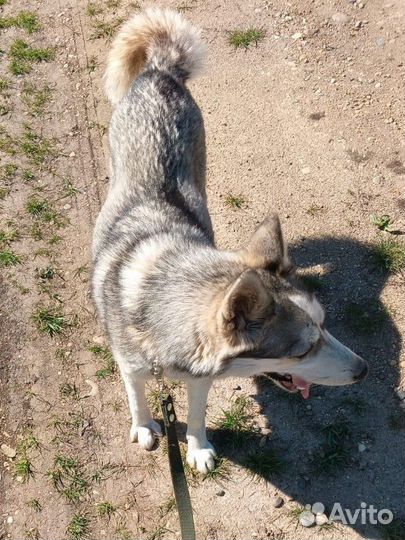 Хаски в добрые руки