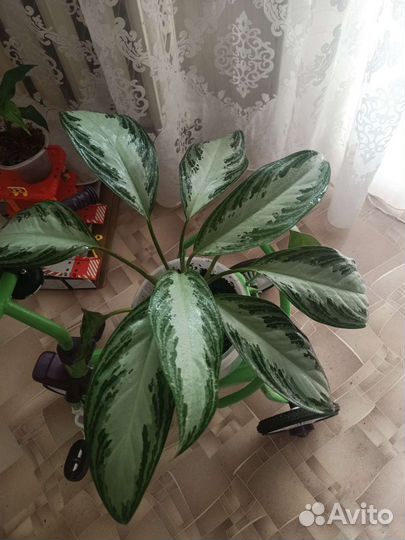 Агланеома Сильвер Бей