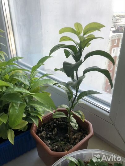 Цитрусовое деревце, рассада цитрусовые