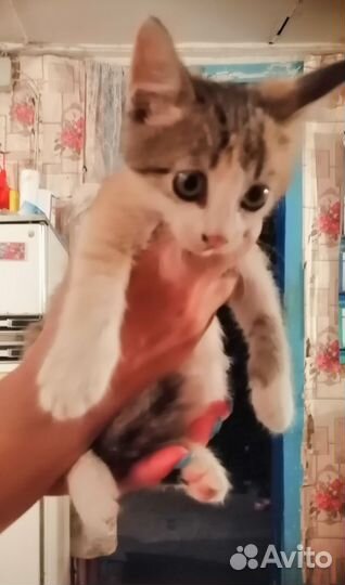 Девочка скромняшка в добрые руки
