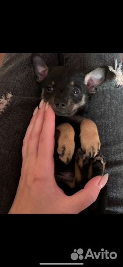 Той-терьер щенки