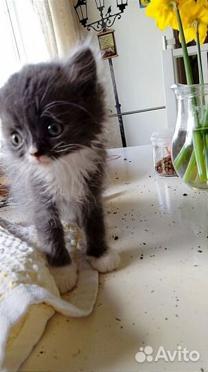 Котята в дар