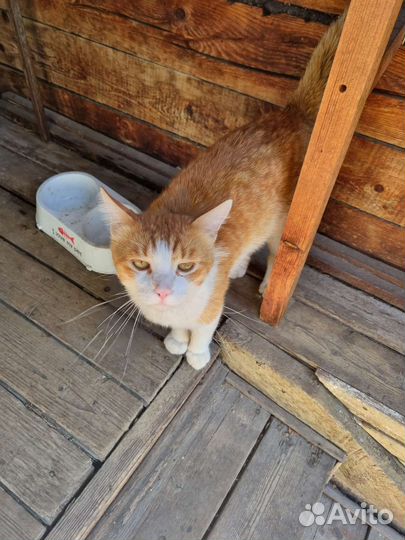 Котик в добрые руки