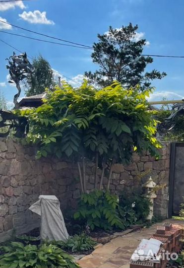 Саженцы Маньчжурского ореха (родст-к грецкого)