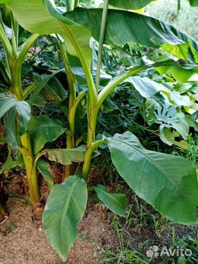 Банановая пальма