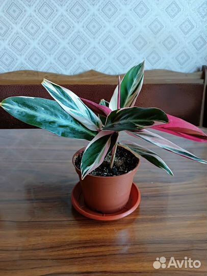 Строманта триостар (триколор)