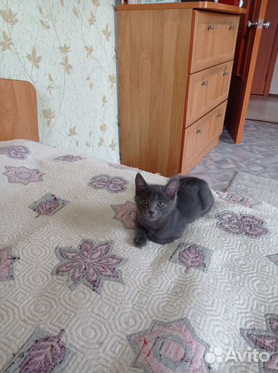 Кошечка Ириска