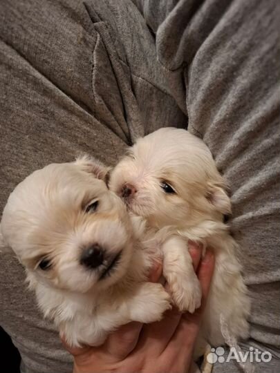 Щенки мальтипу