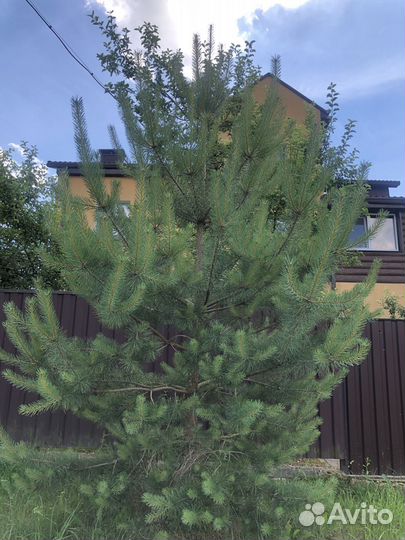 Сосна обыкновенная 5-7 м
