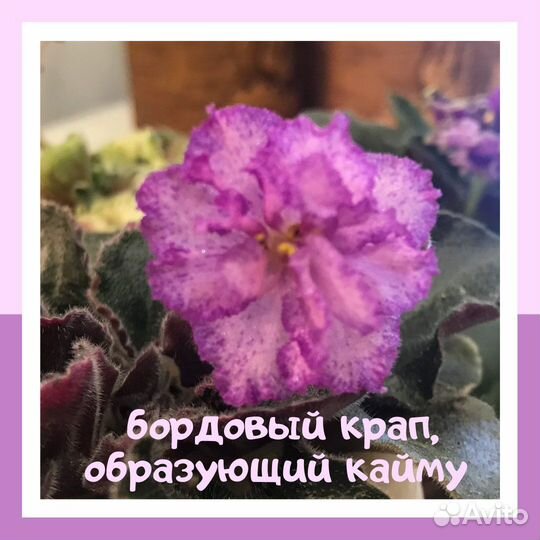 Миниатюрные фиалки лист (срез) и детки