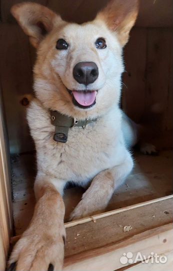 Имбирь, в добрые руки