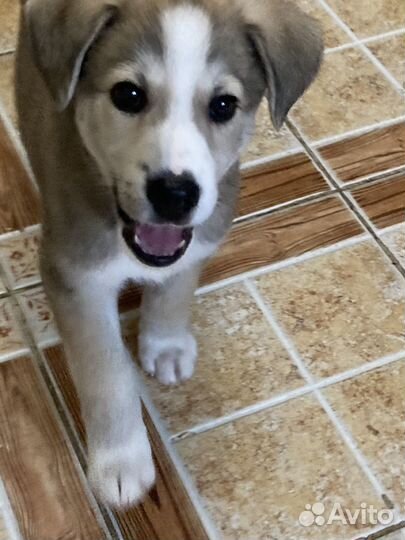 Щенок в добрые руки