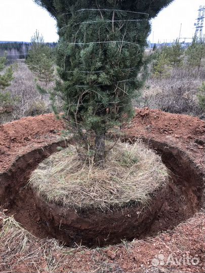 Пересадка крупномерных деревьев