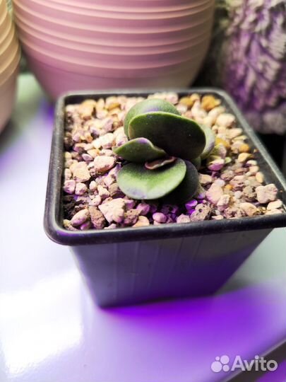 Суккуленты