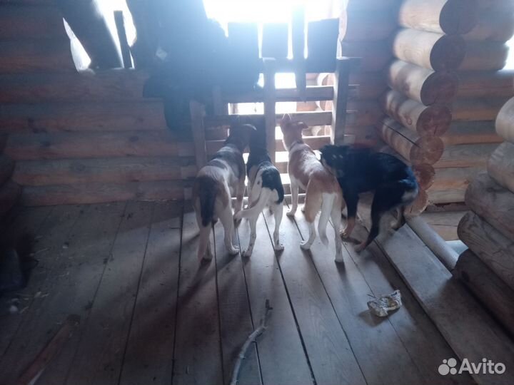 Собака в добрые руки щенок