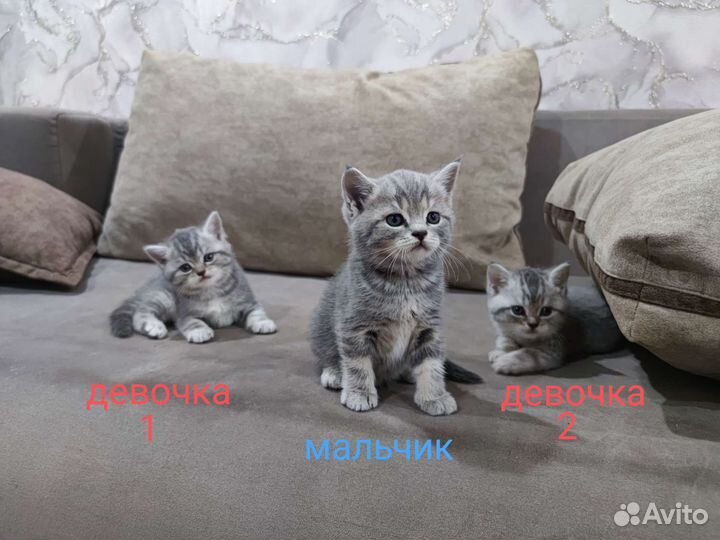 Британская