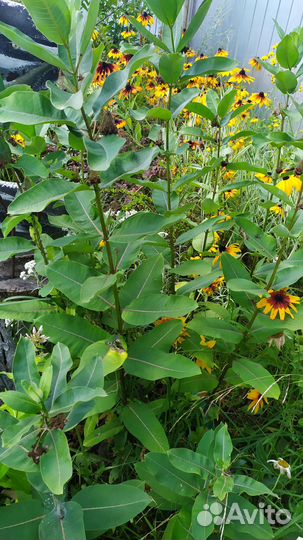 Ваточник сирийский (фикус садовый)