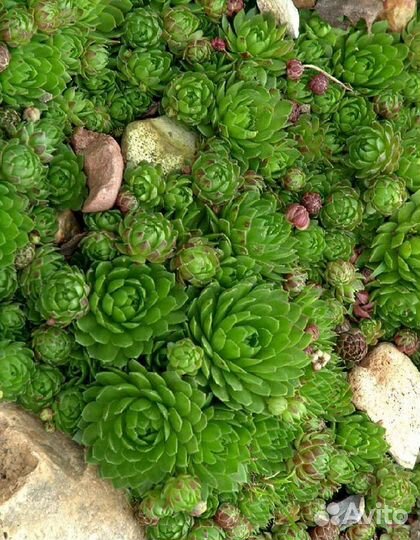 Роза каменная многолетняя