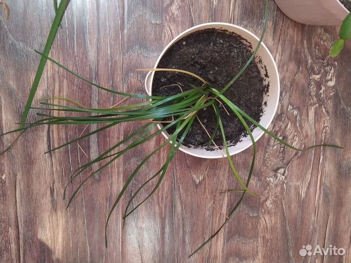 Гибискус декабрист выскочка