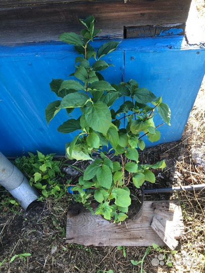 Жасмин чубушник