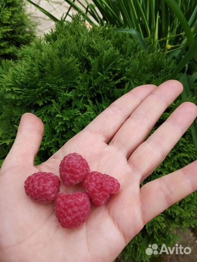 Малина Таруса саженцы