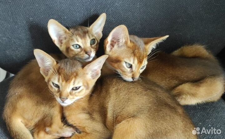 Абиссинский котенок