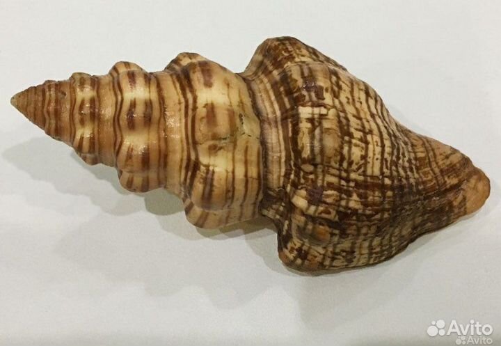 Морские ракушки раковины